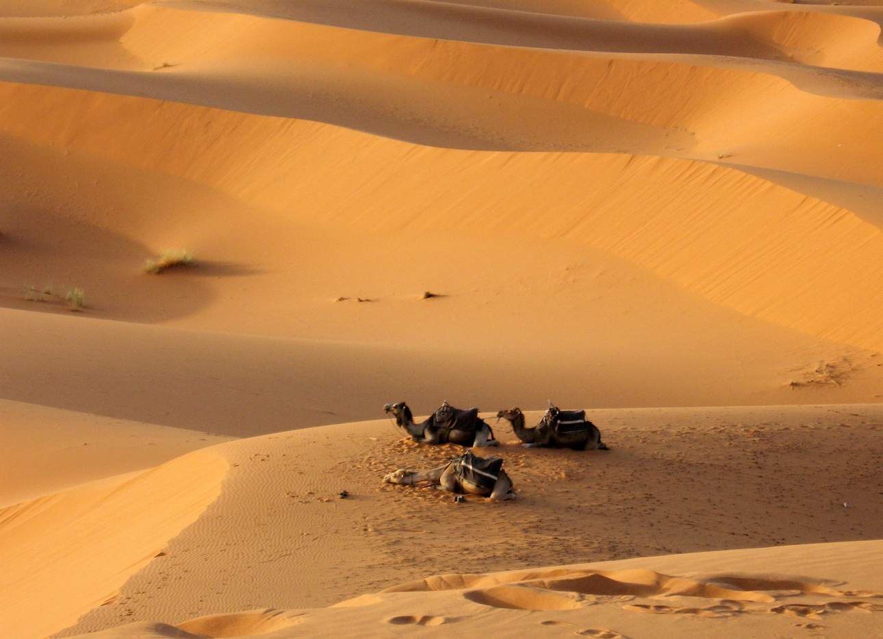 Snow Falls on the Sahara Desert for First Time in 40 Years