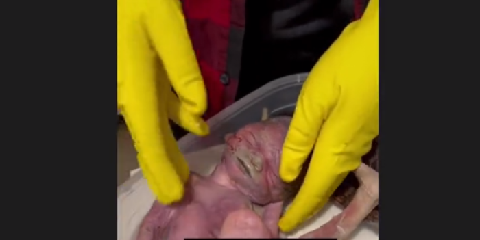 One of the five dead babies apparently recovered by PAAU. (Twitter)