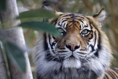 A Sumatran Tiger is seen at Taronga Zoo on Nov. 18, 2020 in Sydney, Australia. (Photo credit: Mark Evans/Getty Images)