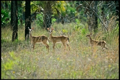 White-tail deer in Florida. (Photo by David Howells/Corbis via Getty Images)