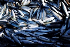 Freshly-caught mackerel lie on the deck of a French fishing trawler. (Photo by Charly Triballeau/AFP via Getty Images)