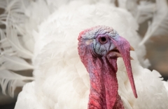 Corn the turkey was pardoned by former President Donald Trump. (Photo credit: SAUL LOEB/AFP via Getty Images)