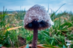 Magic mushrooms, psilocybe semilanceata, are seen covered in frost and growing near Ditchling Beacon, just outside Brighton in East Sussex. (Photo credit: Andrew Hasson/Getty Images)