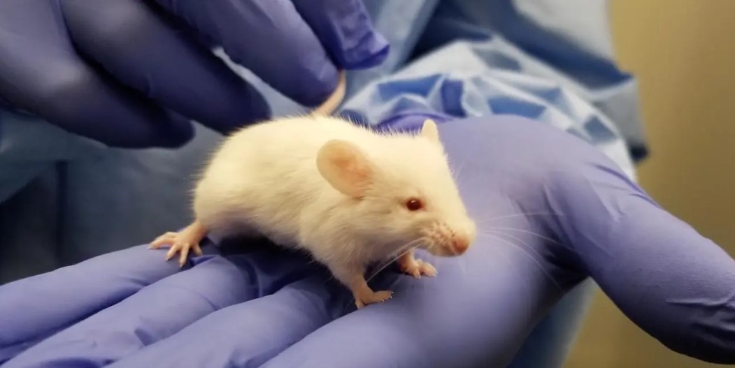 Federally Funded 'Humanized Mouse Core' at UCLA Transplanted Fetal Tissue into Mice - Vimarsana News