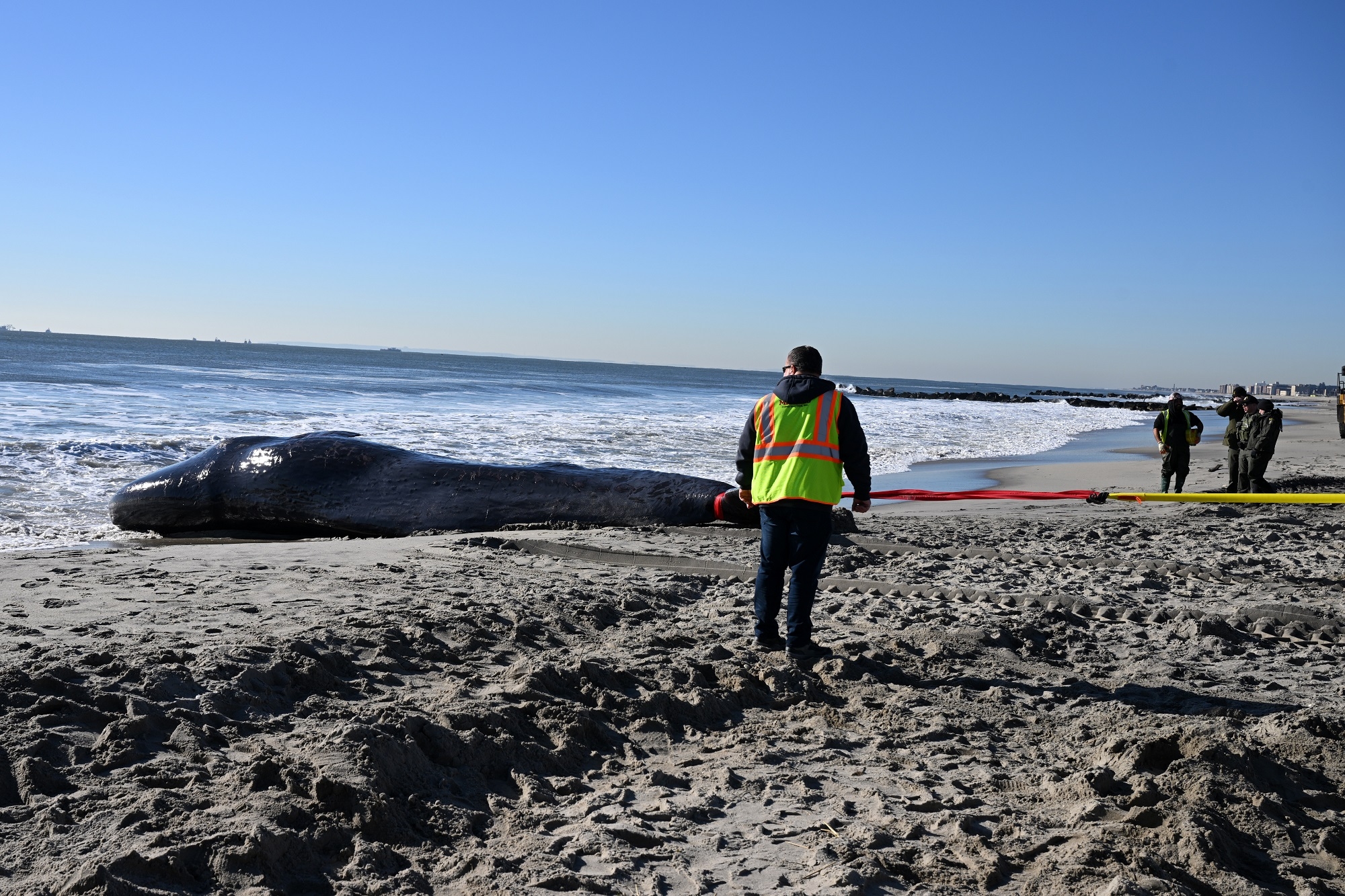 Mayors and Environmentalists Call on Biden Administration to Save Whales by Stopping Offshore Wind Farms - Vimarsana News