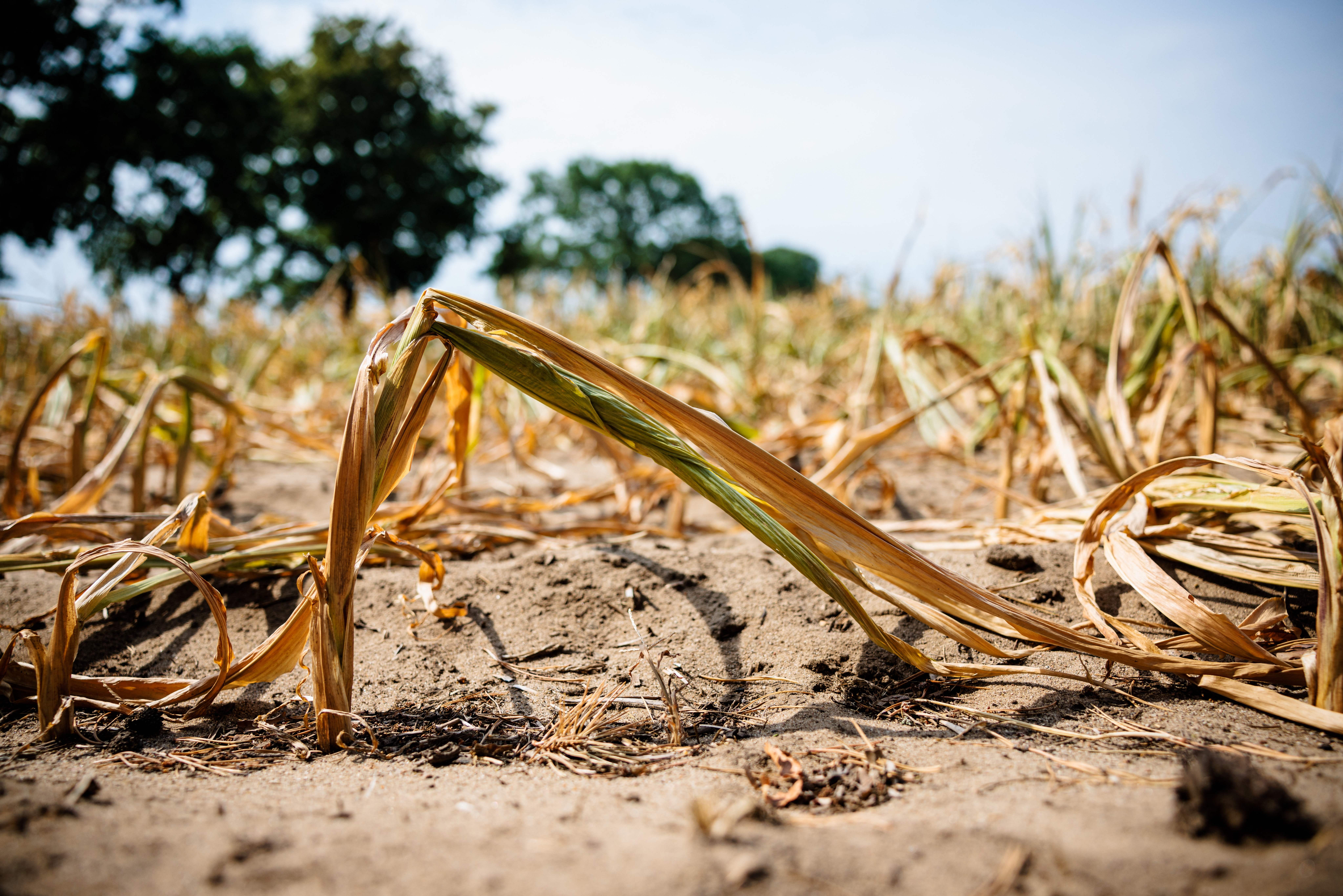 Anti-GMO Activists are Starving the People of Kenya - Vimarsana News