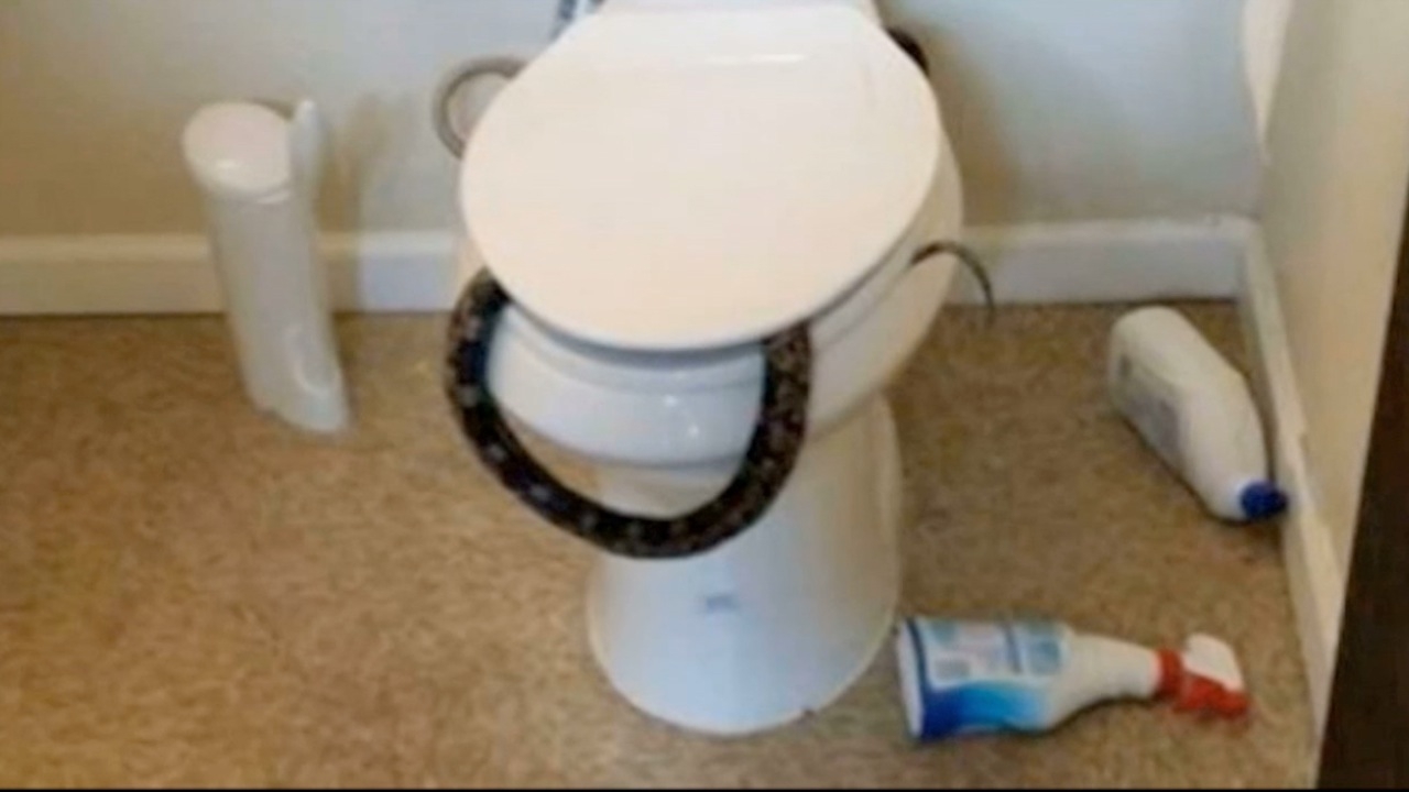 Restroom Reptile! Venomous Snake On A Toilet CNSNews